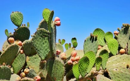 Medical Tourism Mexico