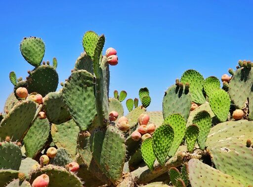Medical Tourism Mexico