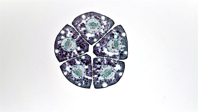 Unlocking Healing: Exploring Stem Cells Therapy in Mexico