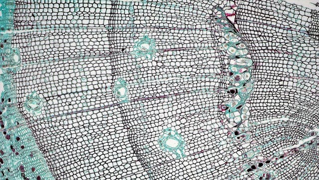 Anti-Aging Stem Cell Therapy in Mexico Anti-Aging Stem Cell Therapy in Mexico